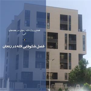 فصل شکوفایی لاله در زنجان